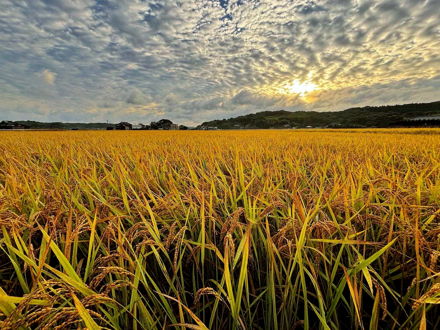 田んぼの風景、お米